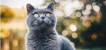 Addio a Costanzo, l'amante di cani e gatti